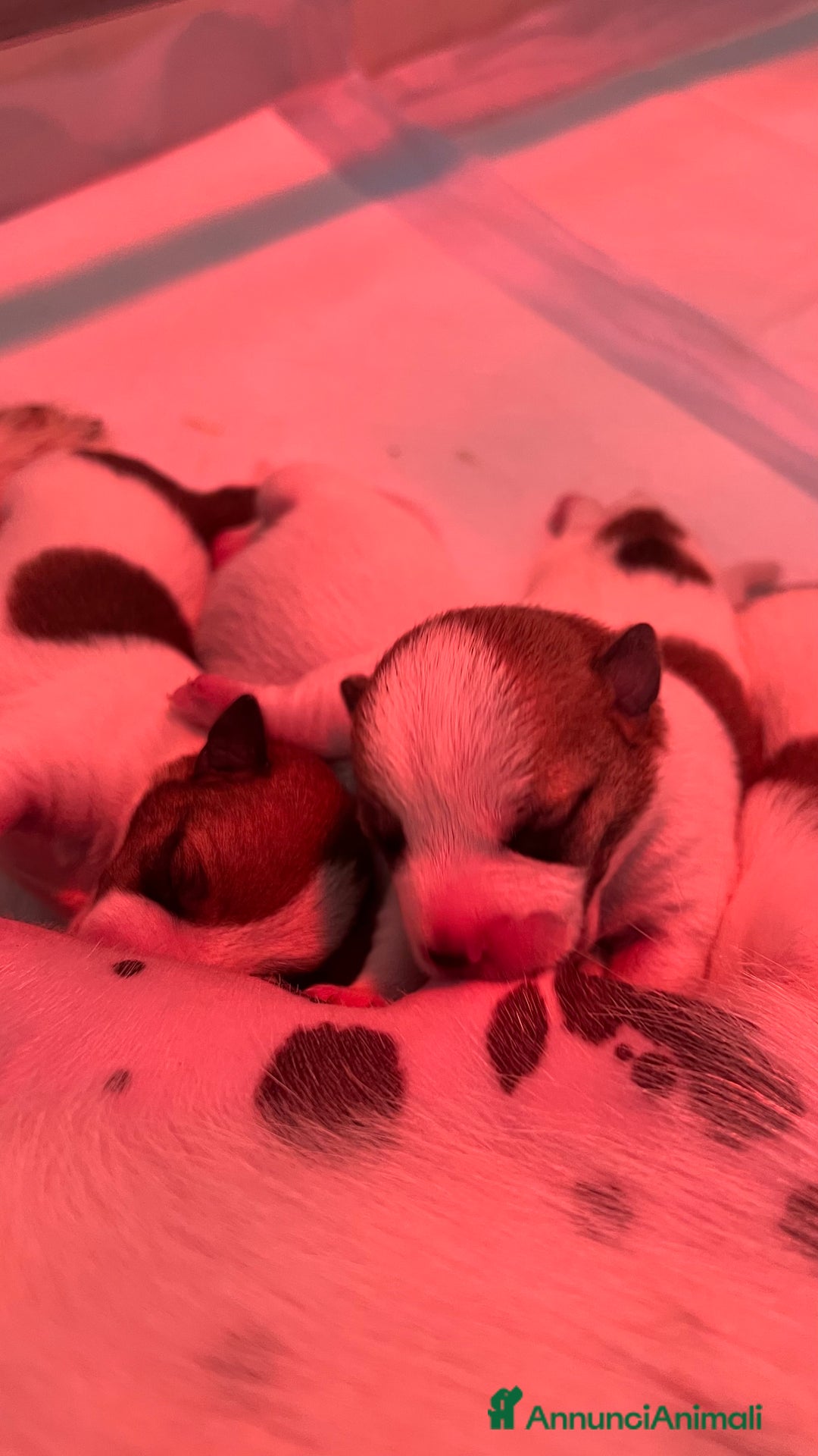 Jack Russell cani in vendita: Jack Russell - Annuncio 7