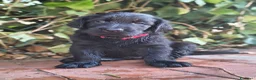 Flat Coated cani in vendita: Cuccioli flat coated retriever  - Annuncio 9