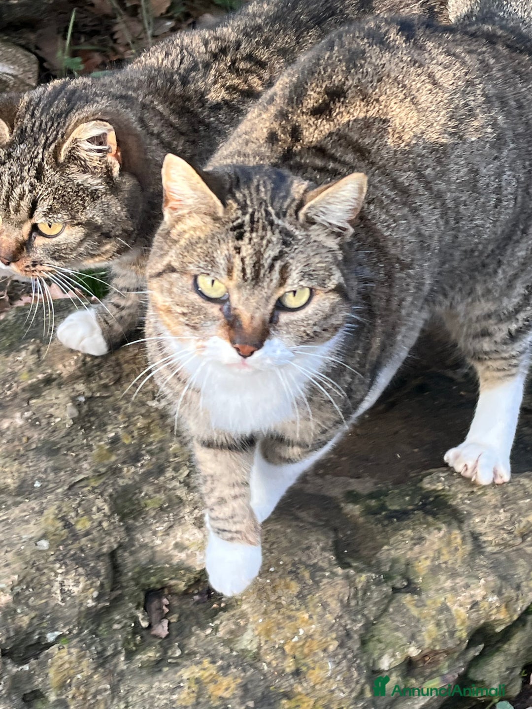 Europeo gatti in regalo: Gattine in pericolo  - Annuncio 4