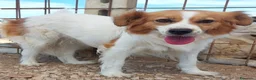 Meticcio cani in regalo: Gemma 3 anni e mezzo cerca casa tg medio piccola - Annuncio 4