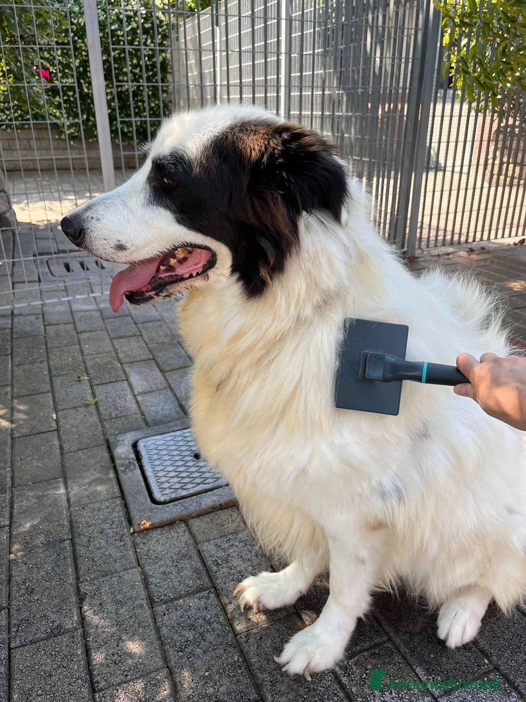 Meticcio cani in regalo: SIMBA MAREMMANO - Annuncio 5