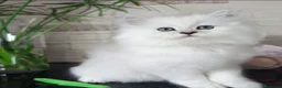 Persiano gatti in vendita: Cuccioli persiano chinchillà normotipico - Annuncio 5