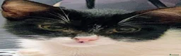 Meticcio gatti in regalo: Dolcissima micina 3 mesi  - Annuncio 2