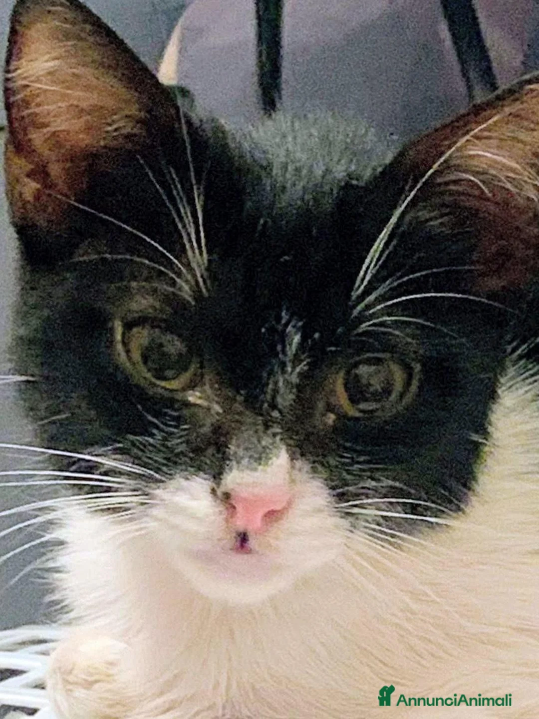 Meticcio gatti in regalo: Dolcissima micina 3 mesi  - Annuncio 2
