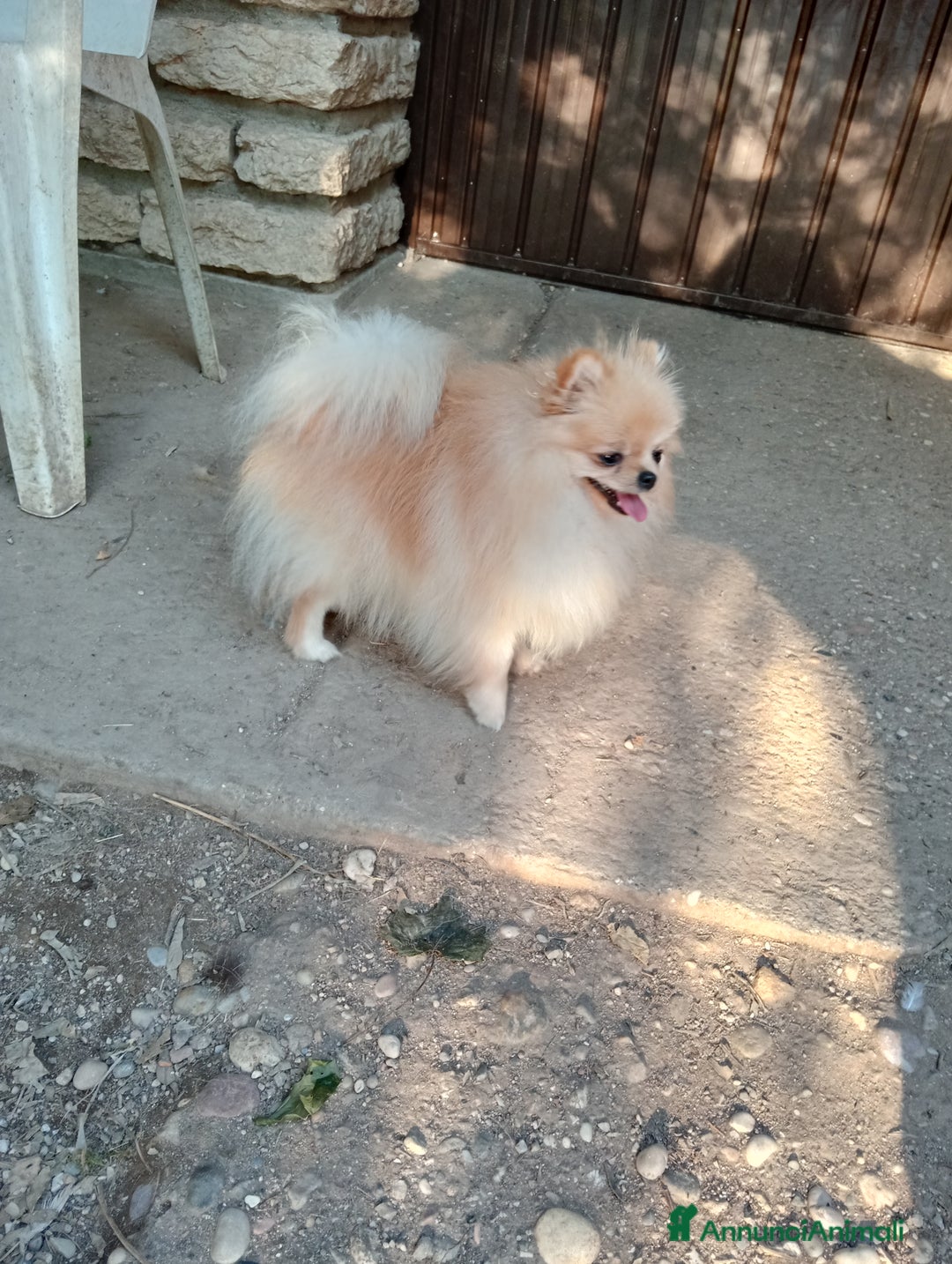 Spitz cani in vendita: Spitz pomerania  a Provincia di Mantova - Immagine 2