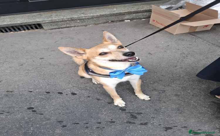 Pinscher Tedesco cani - Annuncio 2