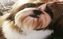 Shih Tzu cani in vendita: SHIH TZU CUCCIOLI PEDIGREE ENCI  a Provincia di Belluno - Immagine 7