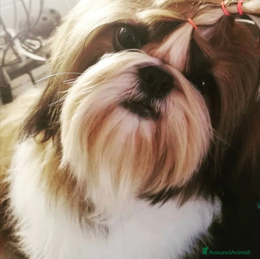 Shih Tzu cani in vendita: SHIH TZU CUCCIOLI PEDIGREE ENCI  a Provincia di Belluno - Immagine 7