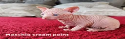 Sphynx gatti in vendita: Cuccioli Canadian Sphynx  - Annuncio 16