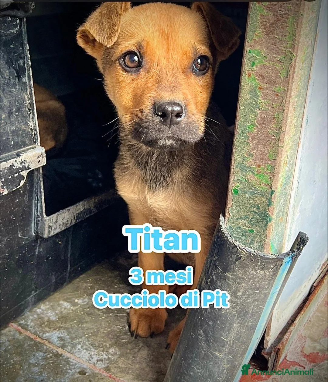 Pitbull cani in regalo: Cuccioli di pitbull in canile  - Annuncio 2