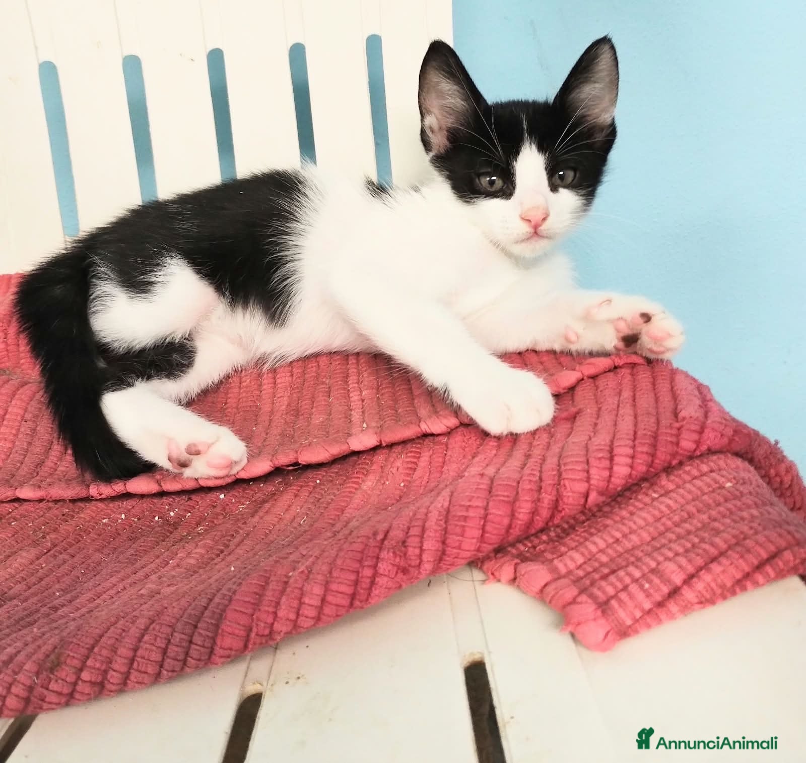 Europeo gatti Gattino maschio 3 mesi - Annuncio 2