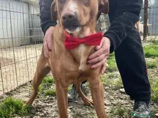 Meticcio cani IL FANTASTICO CORFU'' - Annuncio 4