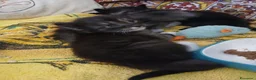 Altre razze gatti in vendita: Cuccioli di razza Gatto Foreste Norvegesi - Annuncio 4
