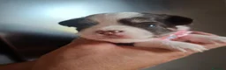 Chihuahua cani in vendita: Chihuahua pelo lungo  - Annuncio 6