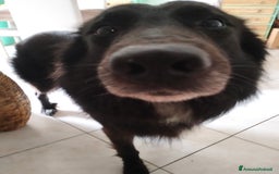 Altre razze cani per accoppiamento: Cerco femmina di pastore x accoppiamento  - Immagine 3