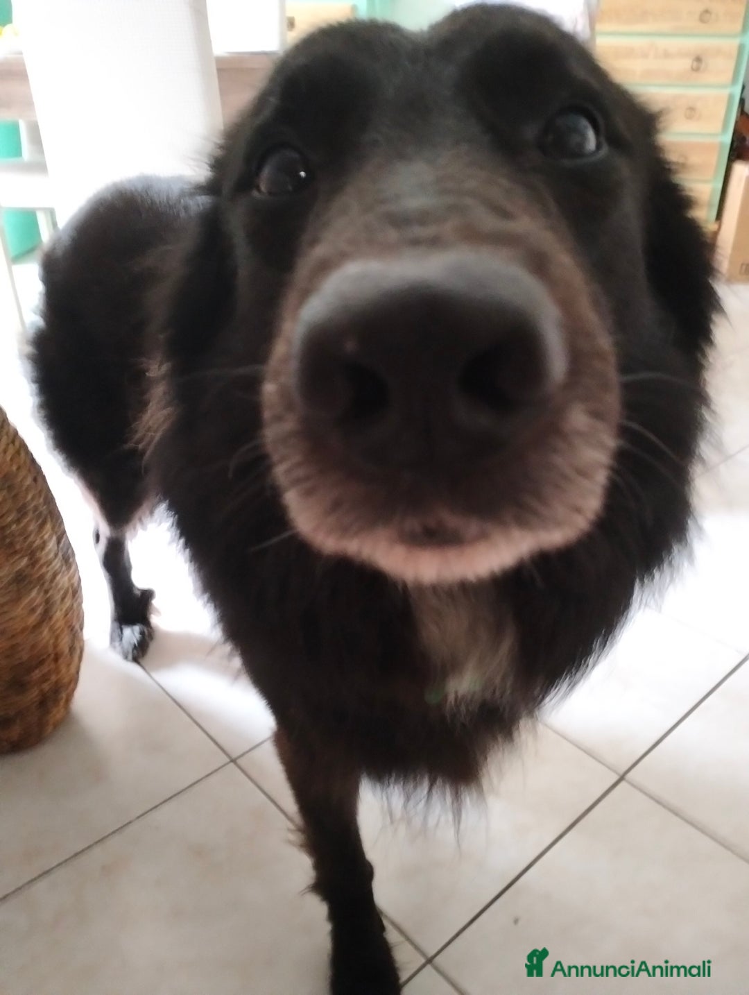 Altre razze cani per accoppiamento: Cerco femmina di pastore x accoppiamento  - Immagine 3