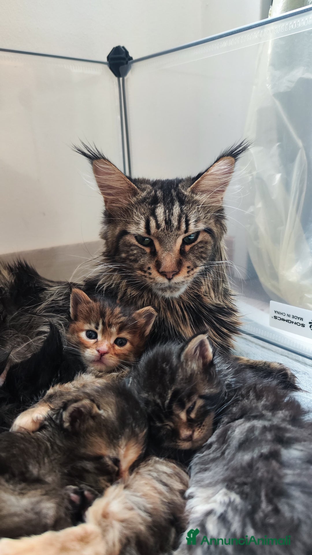 Maine Coon gatti in vendita: Cuccioli Maine Coon  - Annuncio 5