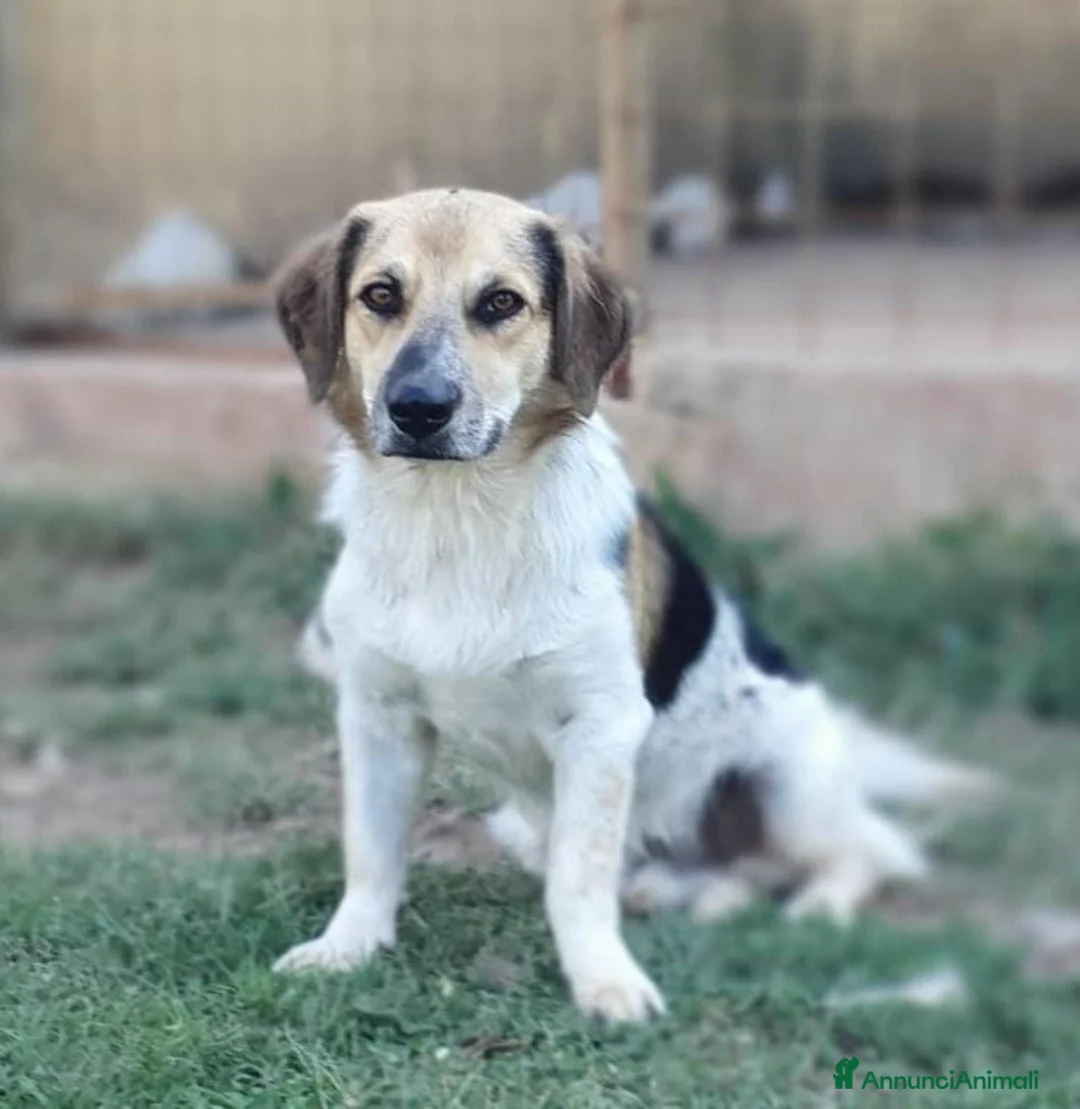 Meticcio cani in regalo: RAOUL la bonta a quattro zampette a Pomezia - Annuncio 9