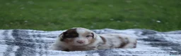 Australian Shepherd cani in vendita: Cucciolini di Australian Shepherd a Provincia di Forlì-Cesena - Annuncio 6