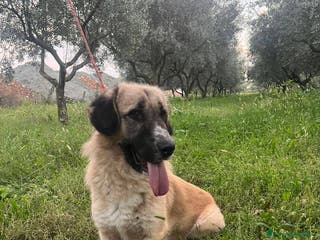 Meticcio cani LUCKY CAGNOLINO MERAVIGLIOSO - Annuncio 10