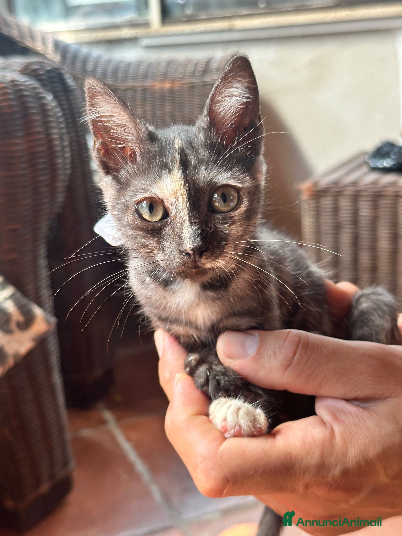 Meticcio gatti Berrie dolcissima gattina tartarugata 2 mesi - Annuncio 2