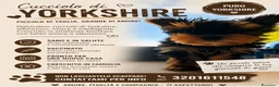 Yorkshire cani in vendita: Yorkshire - Annuncio 5