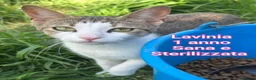 Altre razze gatti in regalo: ADOTTA UN GATTINO! a Provincia di Reggio Emilia - Annuncio 6
