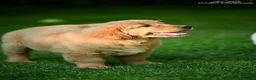 Golden Retriever cani in vendita: Allevamento sleepingbeauty golden - Annuncio 17