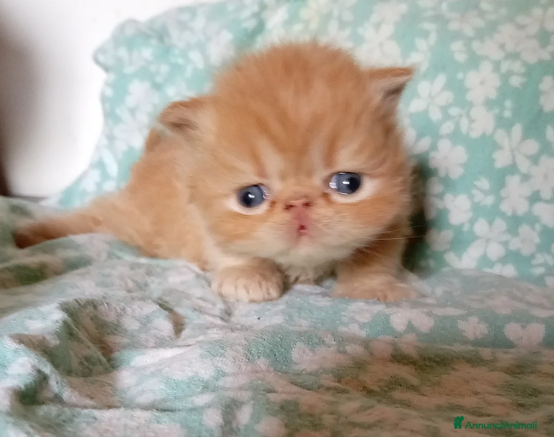 Persiano gatti in vendita: Gattini persiani - Annuncio 2