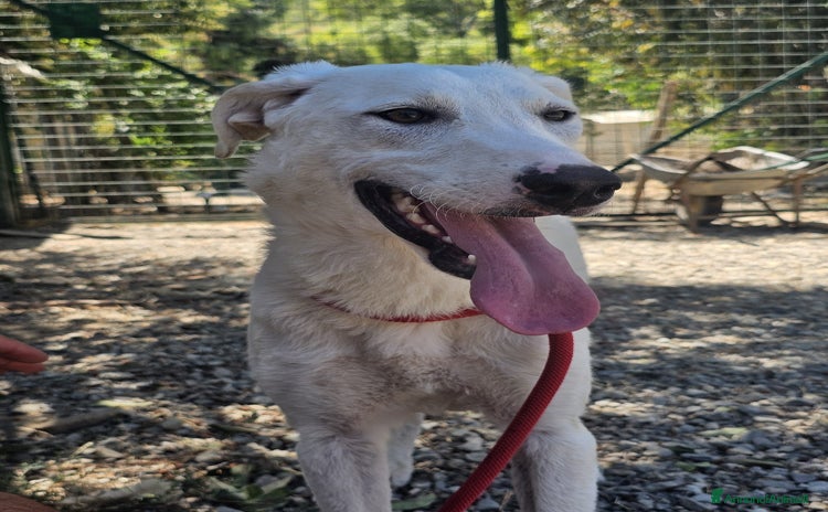 Meticcio cani a Provincia di Crotone - Annuncio 8