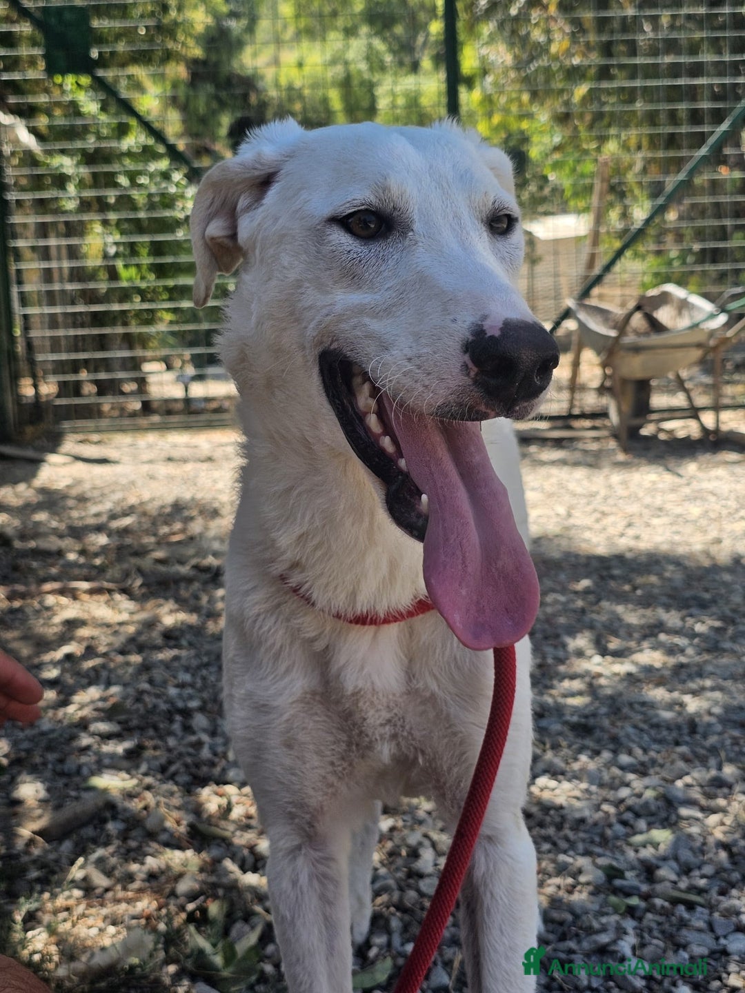 Meticcio cani in regalo: RADJA  a Provincia di Crotone - Annuncio 1