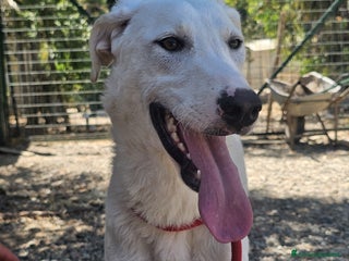 Meticcio cani RADJA a Provincia di Crotone - Annuncio 7