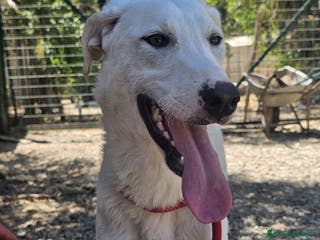 Meticcio cani RADJA a Provincia di Crotone - Annuncio 25