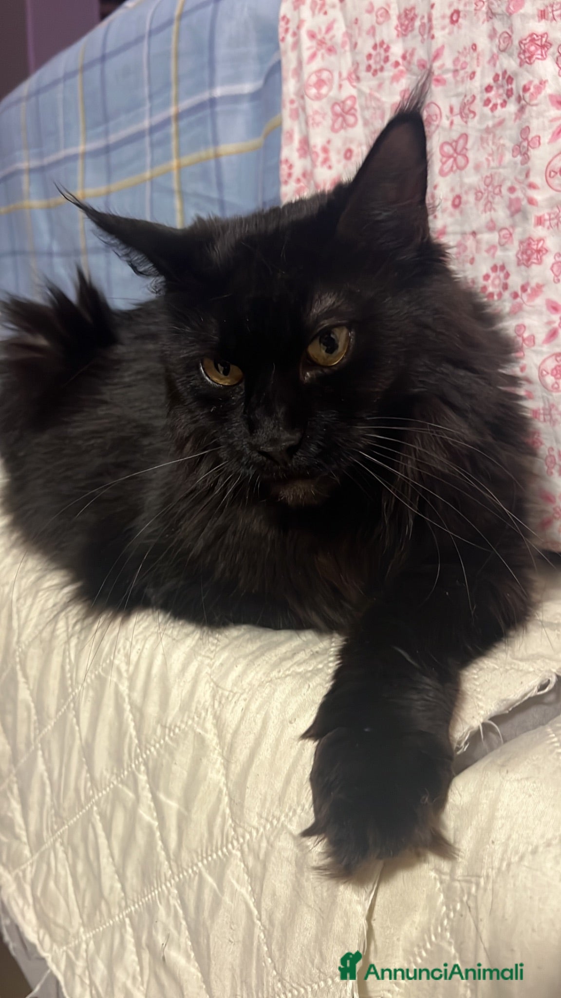 Maine Coon gatti Maine coon pedigree maschio e femmina - Annuncio 6