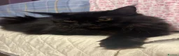 Maine Coon gatti in vendita: Maine coon pedigree maschio e femmina - Annuncio 1