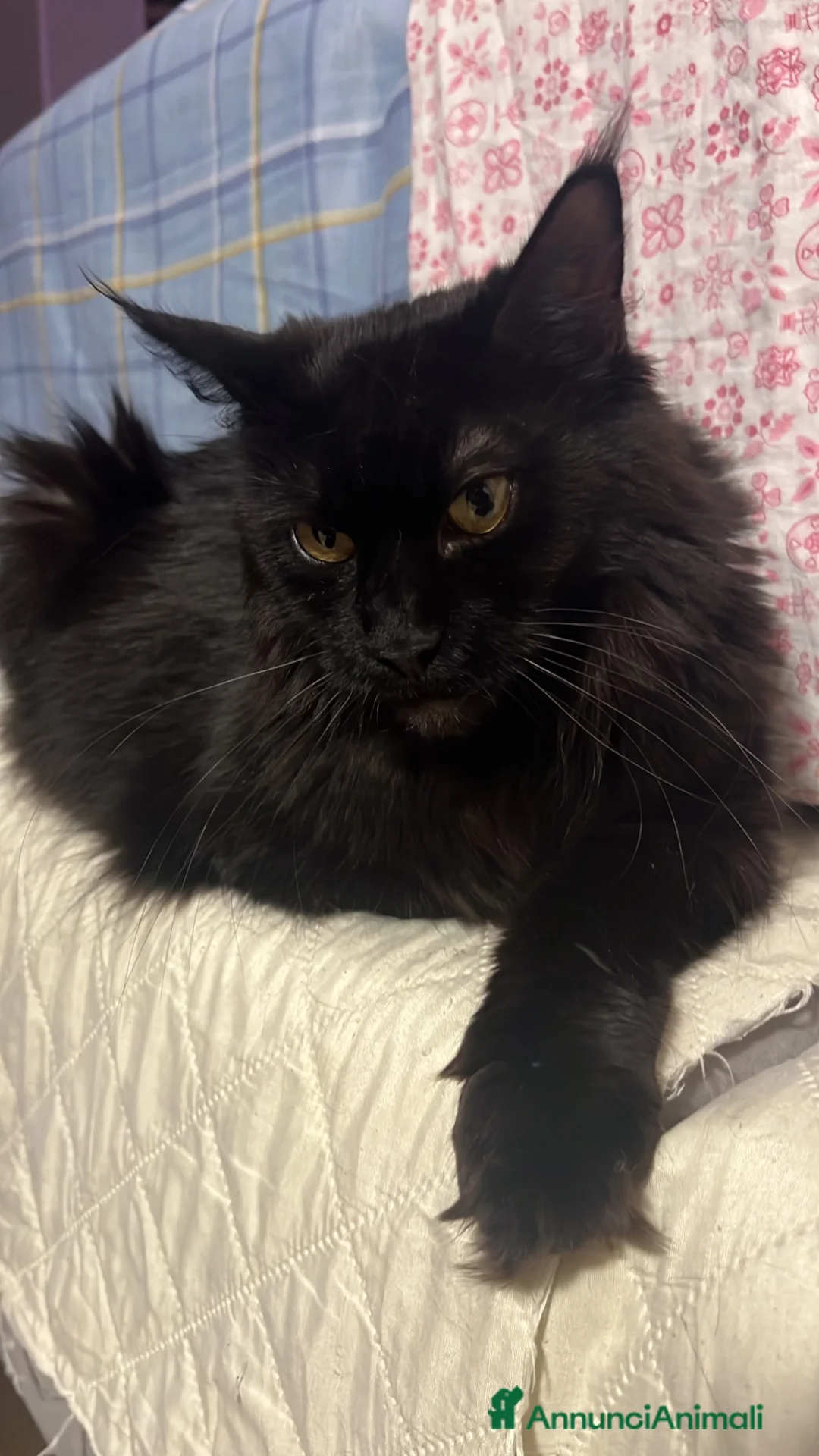 Maine Coon gatti in vendita: Maine coon pedigree maschio e femmina - Annuncio 1