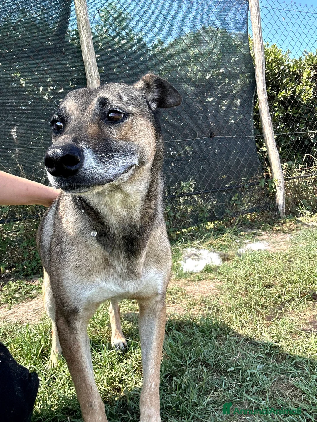 Meticcio cani in regalo: FRANZ, regaliamogli un futuro - Annuncio 7