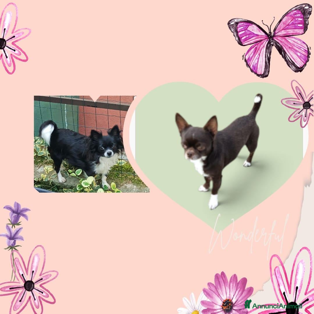 Chihuahua cani SIMIL CHIHUAHUA - Annuncio 12