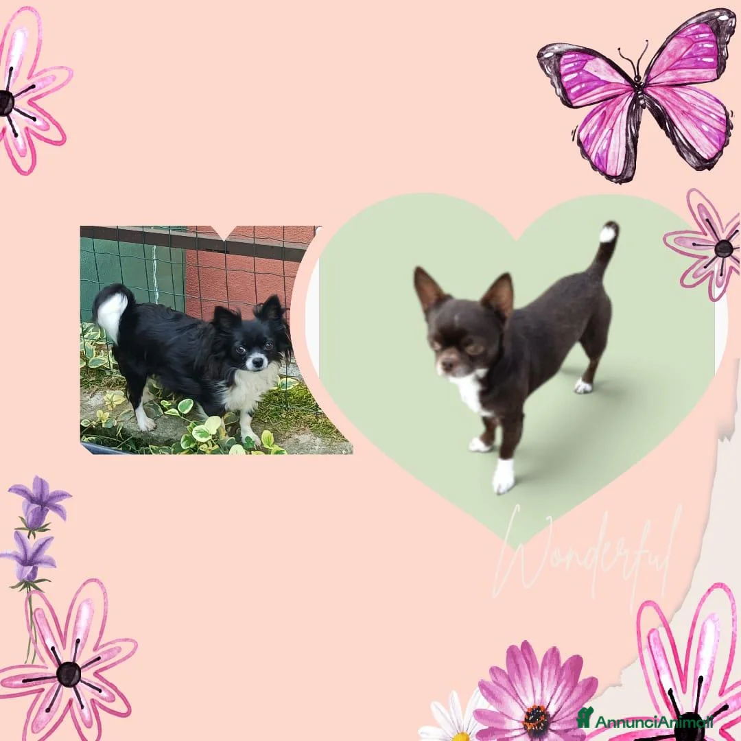 Chihuahua cani in vendita: SIMIL CHIHUAHUA - Annuncio 1