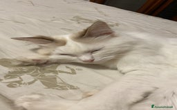 Ragdoll gatti per accoppiamento: Gatto Ragdoll in cerca di una Gatta a Città metropolitana di Milano - Immagine 4