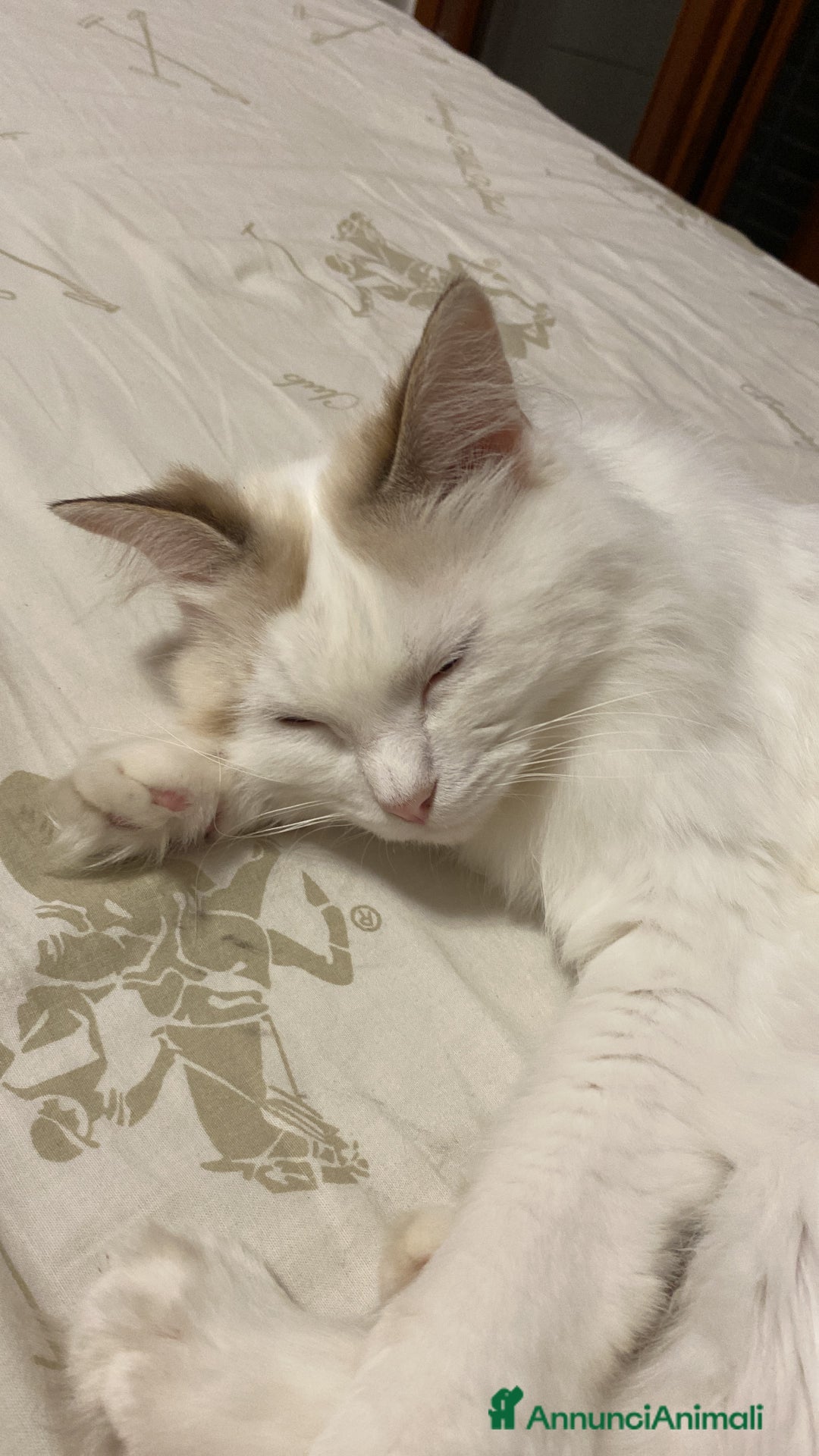 Ragdoll gatti per accoppiamento: Gatto Ragdoll in cerca di una Gatta a Città metropolitana di Milano - Immagine 4