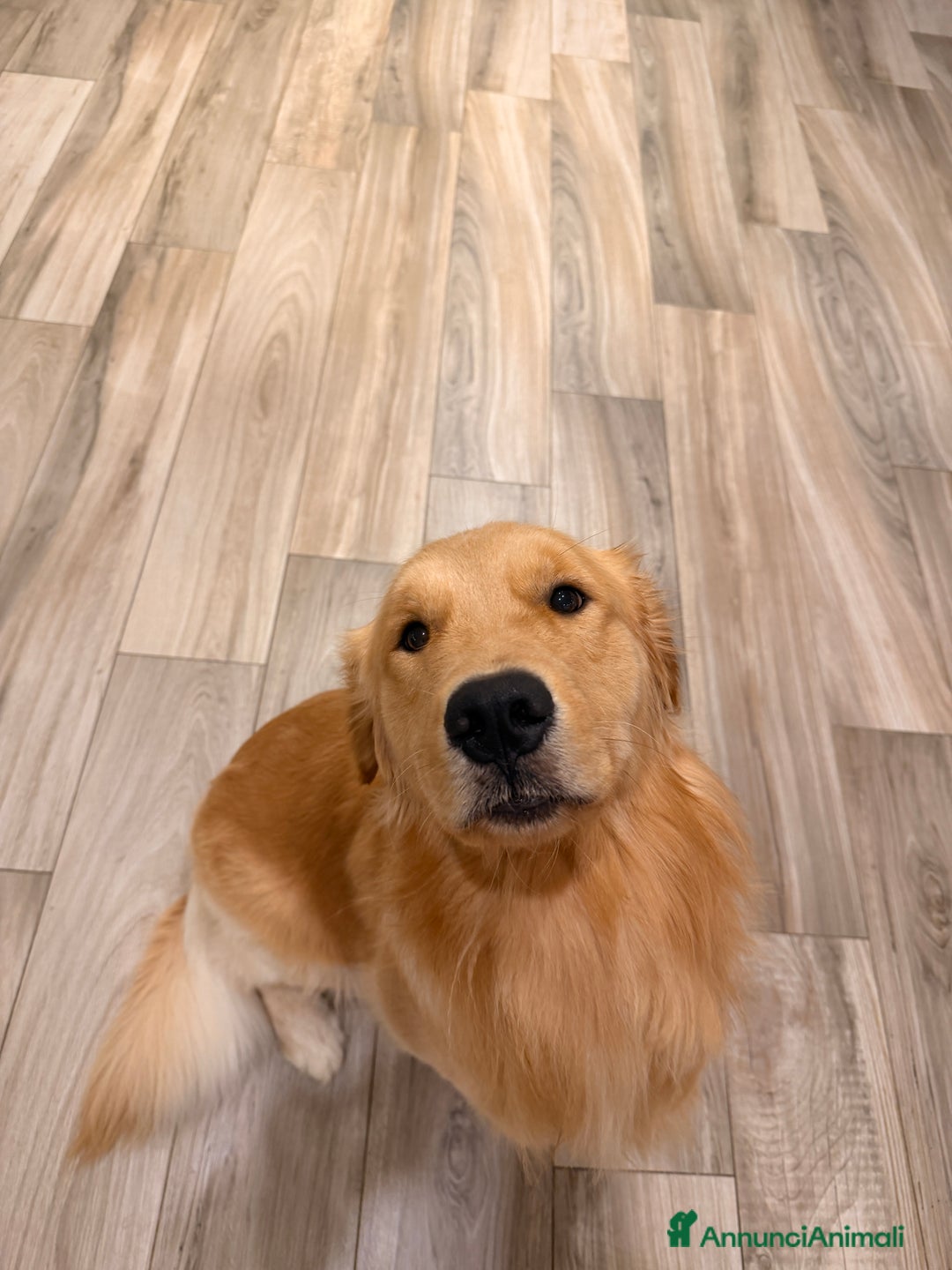 Golden Retriever cani per accoppiamento: Golden Retr. Americano 100% disponibile per monta - Annuncio 5