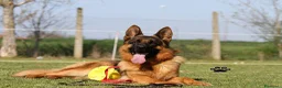Pastore Tedesco cani in vendita: Cuccioli di pastore tedesco. Solo femmine - Annuncio 9