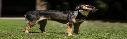 Meticcio cani in regalo: LULU' TRADITA DA CHI PIU' AMAVA, IN ADOZIONE - Annuncio 3