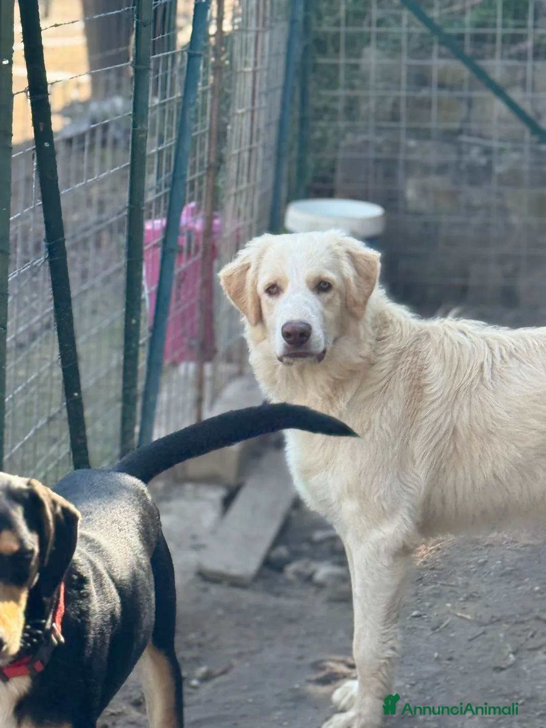 Meticcio cani in regalo: ARGO, COSÌ BELLO, NON LO VUOLE NESSUNO!?!?! - Annuncio 5