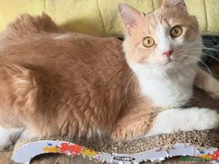 Altre razze gatti GATTINI SOLI ED ESCLUSI - Annuncio 2