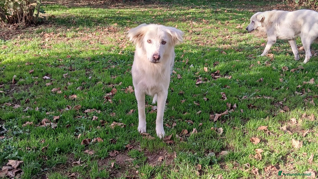 Meticcio cani in regalo: LUPIN MERITA UNA VITA VERA, NON LO CREDI ANCHE TU - Annuncio 4