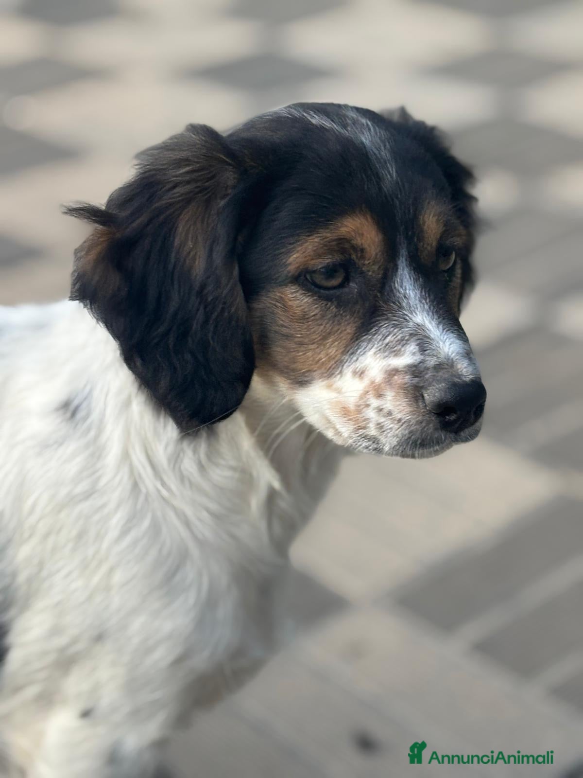 Meticcio cani in regalo: Birba - Annuncio 2