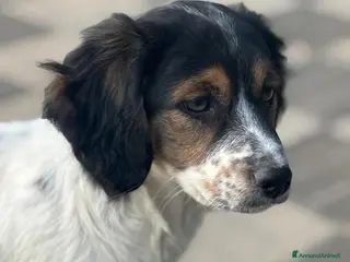 Meticcio cani in regalo: Birba - Annuncio 2