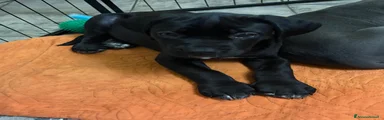 Cane Corso 2